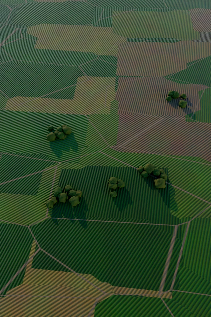 Aerial view of patchwork crop fields with rows and tree clusters at golden hour